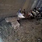 دجاج بياض شرط