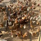 دجاج الابيض