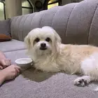كلب للبيع لطيف و صغير جدا