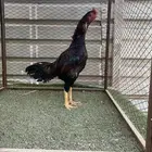 للبيع ديك تركي مستوى وجرم