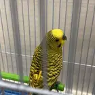 عصفور للبيع