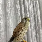 شبوط للبيع الحبه عل 100  .