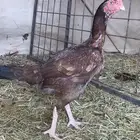 دجاج سندي بيور بياض شرط شرس