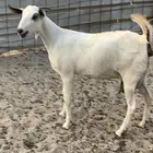 للبيع جفره بيشيه دافع