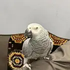 ببغاء كاسكو