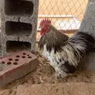 دجاج كوشن فاخر للبيع