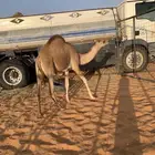 بكرة طيبه سلاله