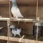 جوز بكستاني قولدن