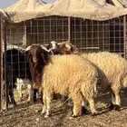 للبيع خرفان نعيم بريات