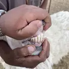 فحل حري فاخر
