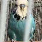 للبيع ذكر بادجي انقليزي حار