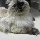 قطة شيرازي للتبني عمرها سنتين