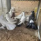 حمام رقاصي - نفاخي -زينة