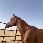 حصان للبيع