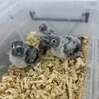 فروخ كنيور وكروان تقبل الغر لمحبين الهدد