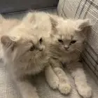 كيتنز للبيع