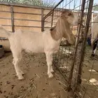 جفره داغور