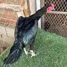 ديوك ميوالي وسندي للبيع