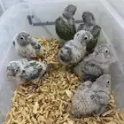 فروخ كنيور اناناس مشروطه و حجم وتقبل الغر