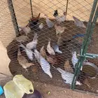 دجاج للبيع مع شبكهن