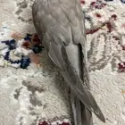 طير مفقود