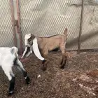 مشروع فحل احمر