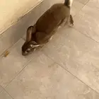 أرنب للبيع