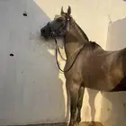 حصان