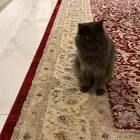 قطط للتبني
