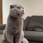 سكوتش فولد للبيع