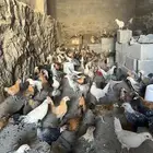 فروخ دجاج بلدي للبيع