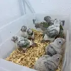 فروخ كنيور اناناس متبقي 5