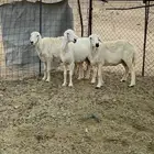 شياه حريات دفيع