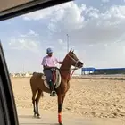 حصان شعبي