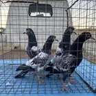 حمام تيدي