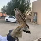 اعرض لكم شبوط باشك بدون برقع مع الوكر دس وعلى السوم