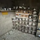 حمام بكستني الليع