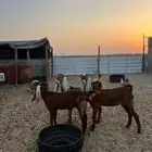 جفار للبيع العدد ثلاثه العمر 6 شهور