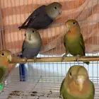 فروخ روز اعمارة 3 اشهر العدد 5