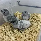 كنيورات وكرونات تقبل الغر ومشروطه صحه ونضافه