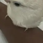 طيور زينه اليفه