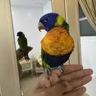 لوري رينبو مفقود طويق وحي العوالي نمار