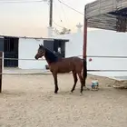 حصان واهو ورق