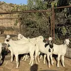 تيوس بيشيات