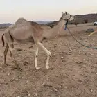بكرة للبيع