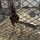 دجاج باكستاني عليه أربع فروخ السوم وصل 75 اطلب أزود