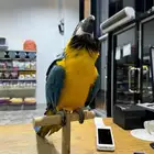 بغبغان مكاو