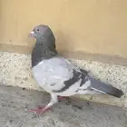 ذكر سلفر لاحم فحل