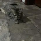 قطط لتبني