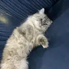 قطة شيرازي مخلوط هملايا